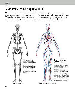 Human Anatomy. A Visual Guide to All Body Systems: Norms and Pathologies