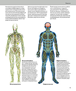 Human Anatomy. A Visual Guide to All Body Systems: Norms and Pathologies