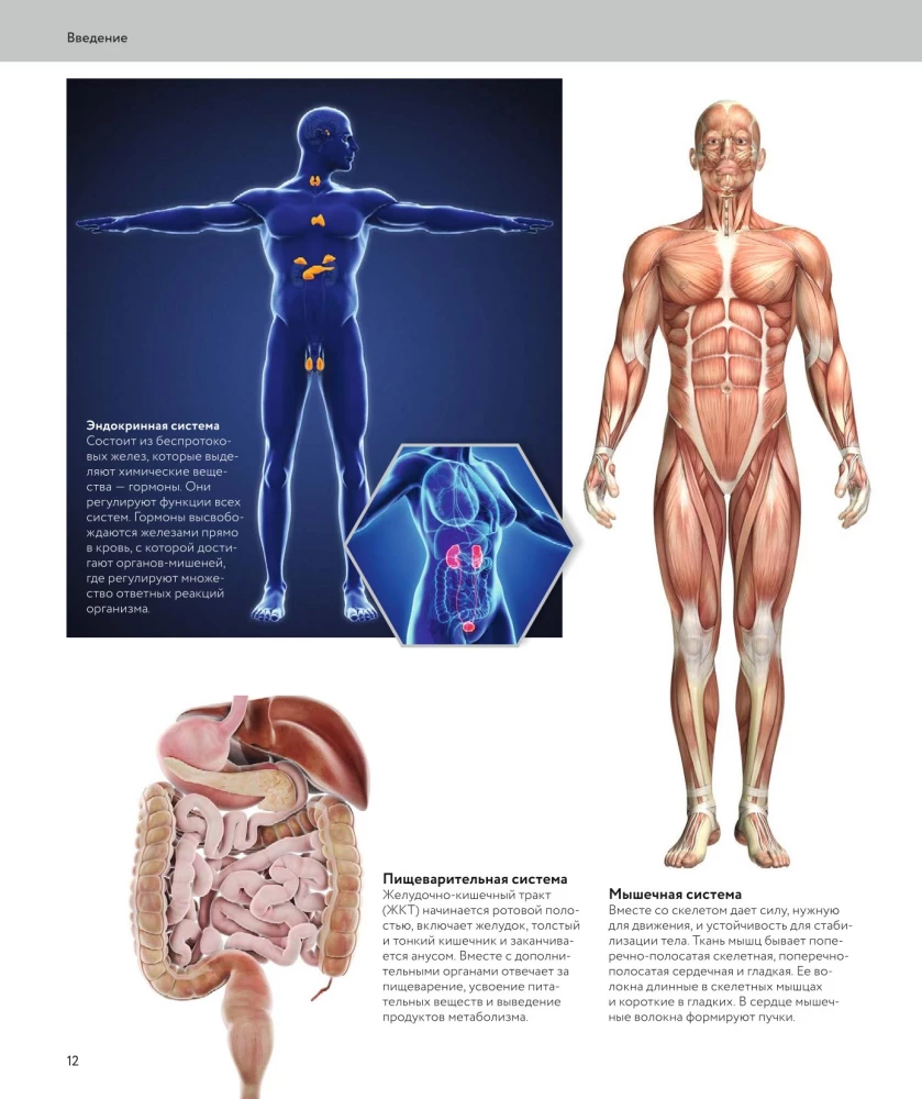 Human Anatomy. A Visual Guide to All Body Systems: Norms and Pathologies