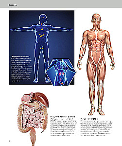 Human Anatomy. A Visual Guide to All Body Systems: Norms and Pathologies
