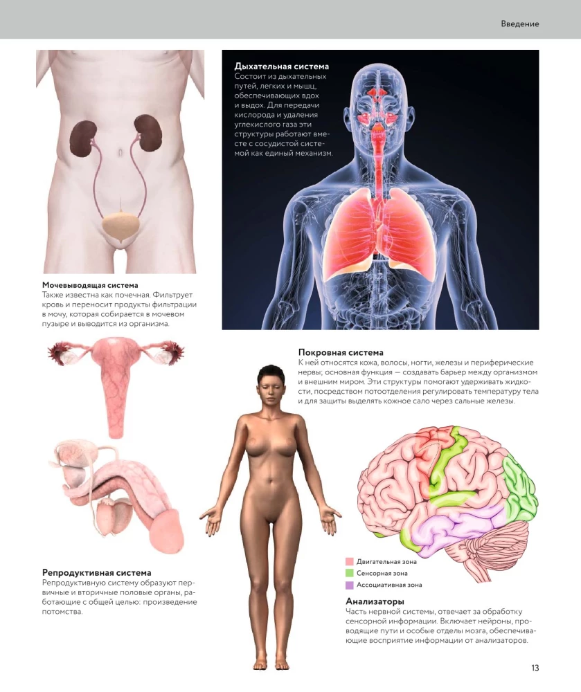 Human Anatomy. A Visual Guide to All Body Systems: Norms and Pathologies
