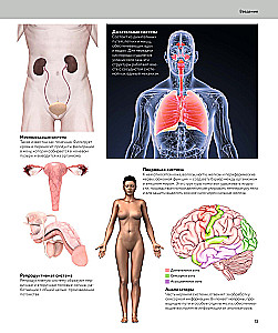 Human Anatomy. A Visual Guide to All Body Systems: Norms and Pathologies