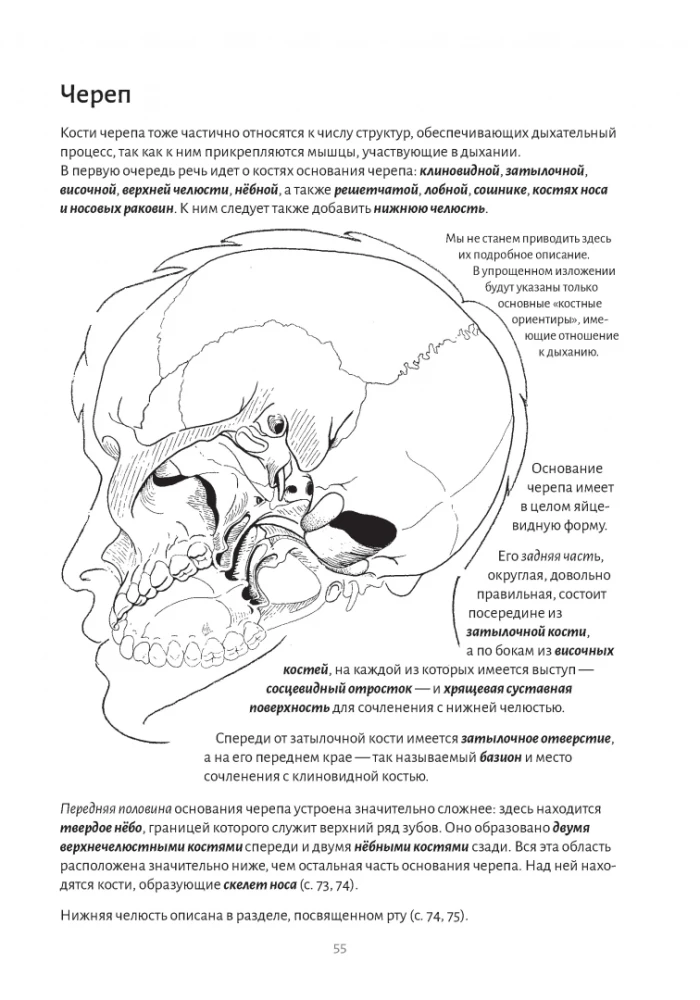 Anatomy of Breathing
