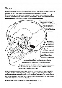 Anatomy of Breathing
