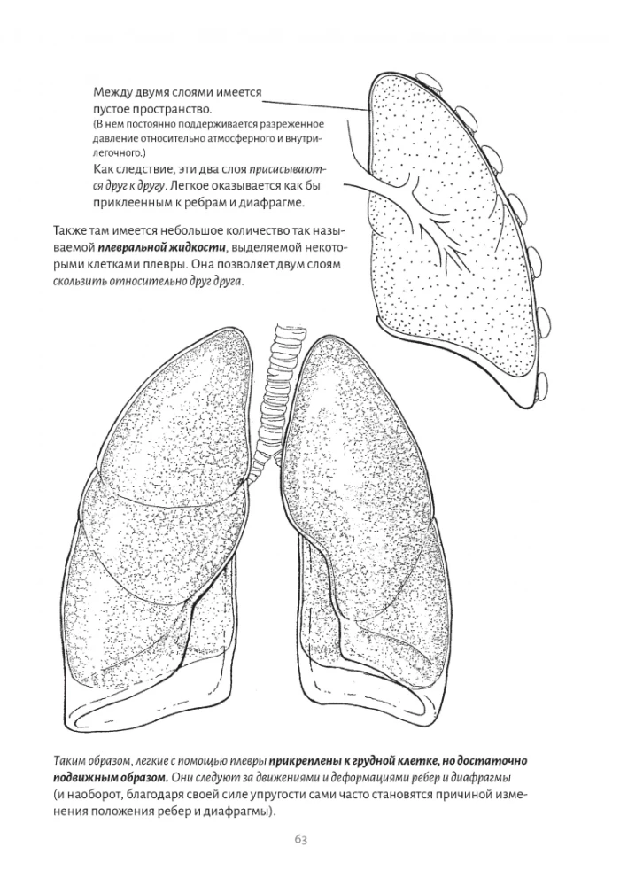 Anatomy of Breathing