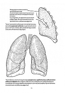 Anatomy of Breathing