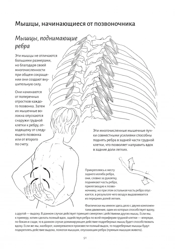 Anatomy of Breathing