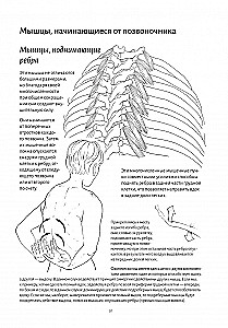 Anatomy of Breathing