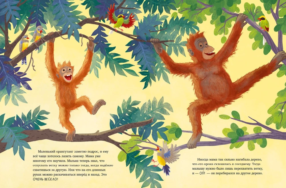 Baby-Ora­ng-Utan. Abenteuer in den Tropen