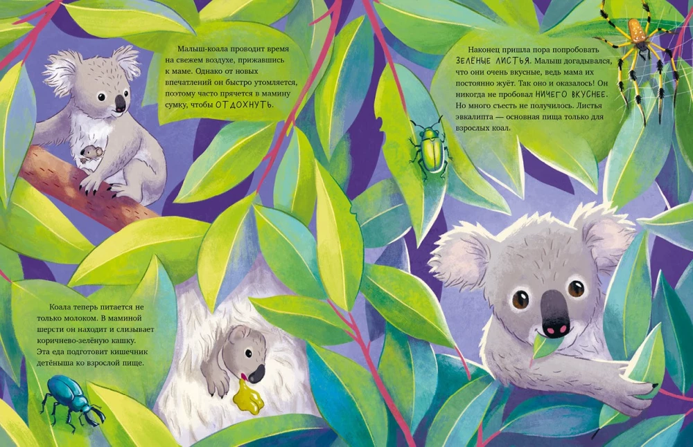 Kleiner Koala. Abenteuer im Eukalyptuswald