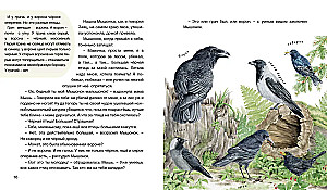 Der Wald erzählt Märchen