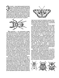 Schmetterlinge und andere Insekten. Atlas-Ausmalbuch