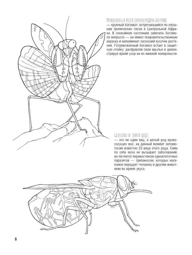 Schmetterlinge und andere Insekten. Atlas-Ausmalbuch