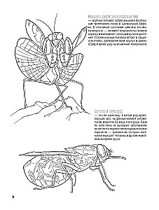 Schmetterlinge und andere Insekten. Atlas-Ausmalbuch