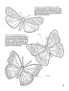 Schmetterlinge und andere Insekten. Atlas-Ausmalbuch