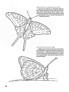 Schmetterlinge und andere Insekten. Atlas-Ausmalbuch