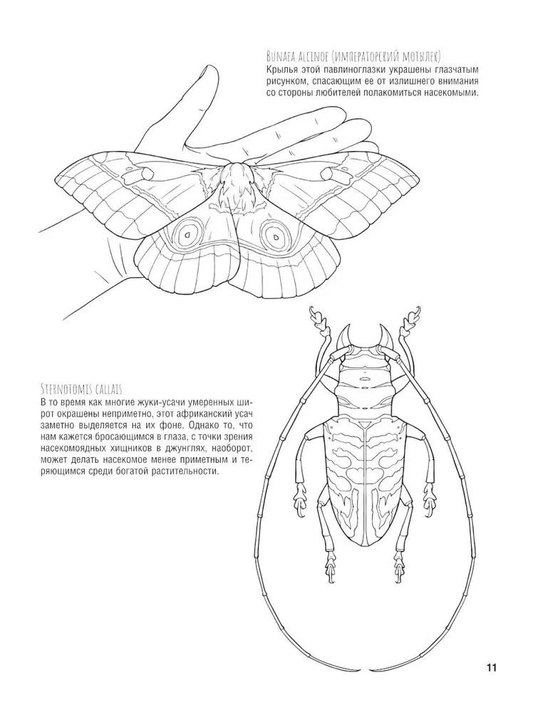 Schmetterlinge und andere Insekten. Atlas-Ausmalbuch