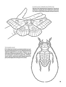 Schmetterlinge und andere Insekten. Atlas-Ausmalbuch