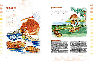 Animals in the City. Where to Find Them and How to Recognize Them