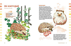 Animals in the City. Where to Find Them and How to Recognize Them
