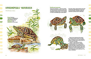 Animals in the City. Where to Find Them and How to Recognize Them