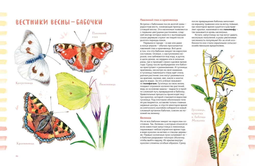Animals in the City. Where to Find Them and How to Recognize Them