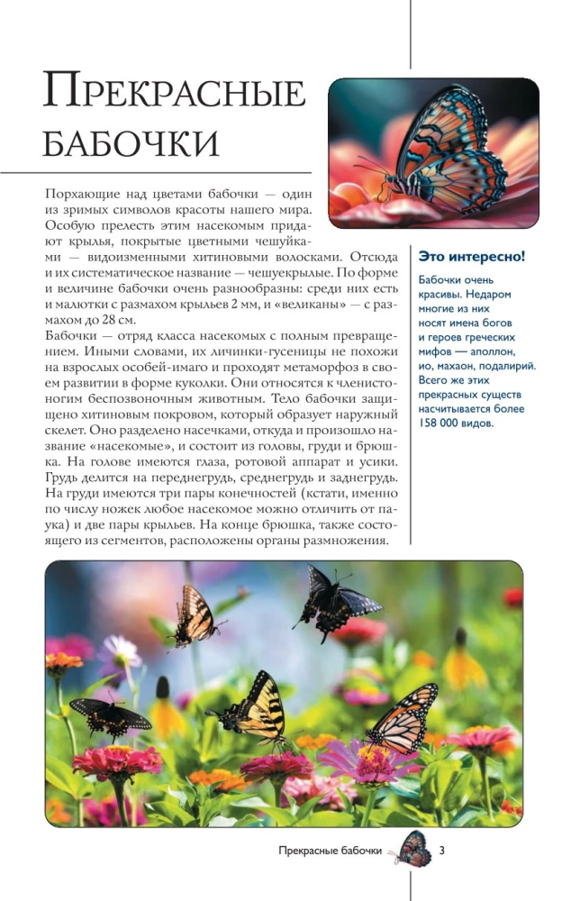 Butterflies. Illustrated Guide