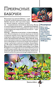 Butterflies. Illustrated Guide