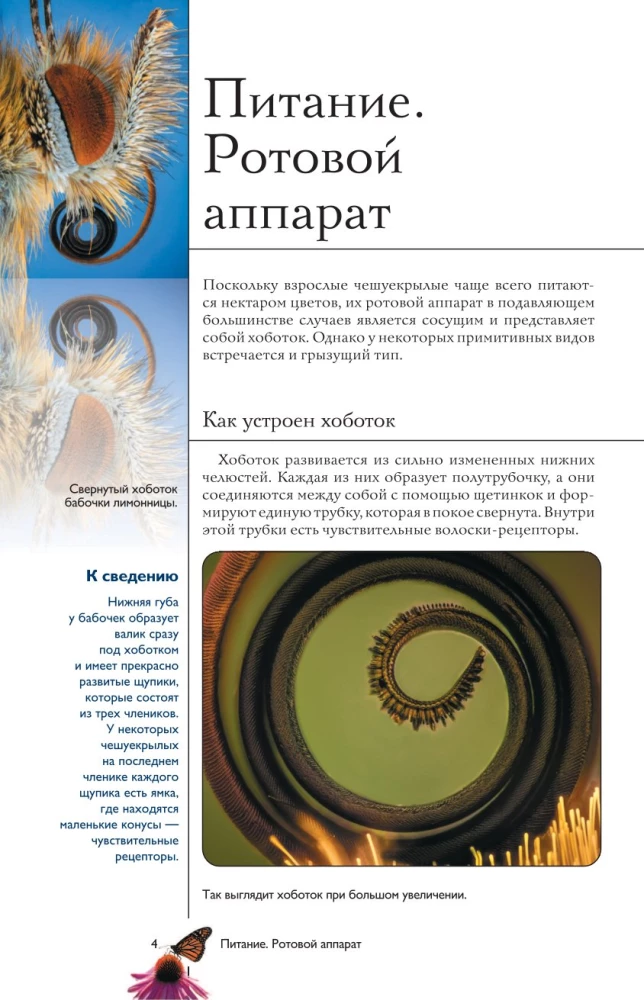 Butterflies. Illustrated Guide