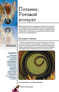 Butterflies. Illustrated Guide