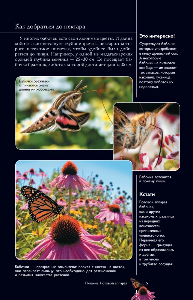 Butterflies. Illustrated Guide
