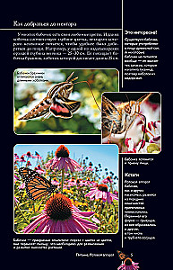Butterflies. Illustrated Guide