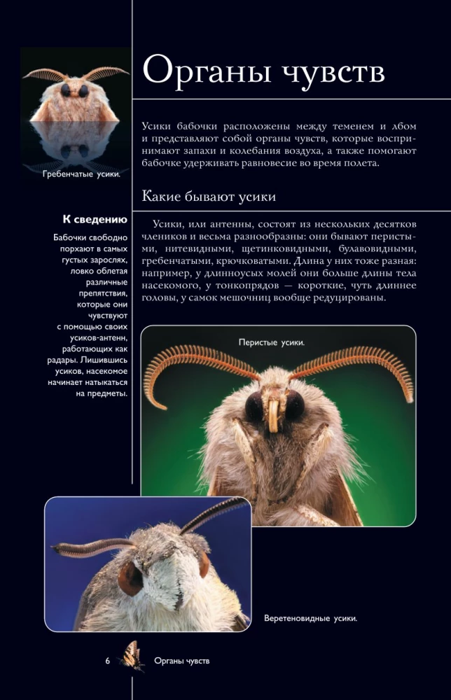 Butterflies. Illustrated Guide