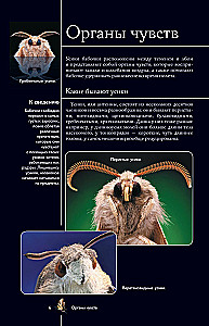 Butterflies. Illustrated Guide