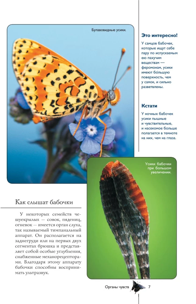 Butterflies. Illustrated Guide