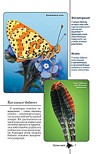 Butterflies. Illustrated Guide