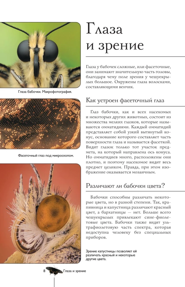 Butterflies. Illustrated Guide