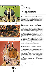 Butterflies. Illustrated Guide