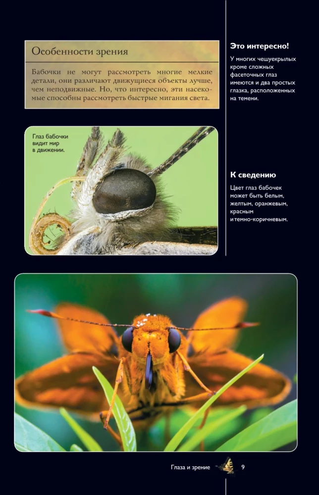 Butterflies. Illustrated Guide
