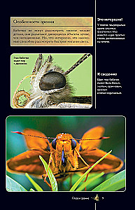 Butterflies. Illustrated Guide