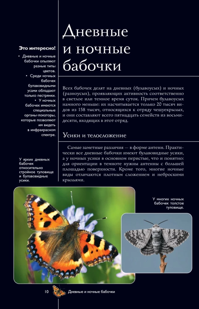 Butterflies. Illustrated Guide