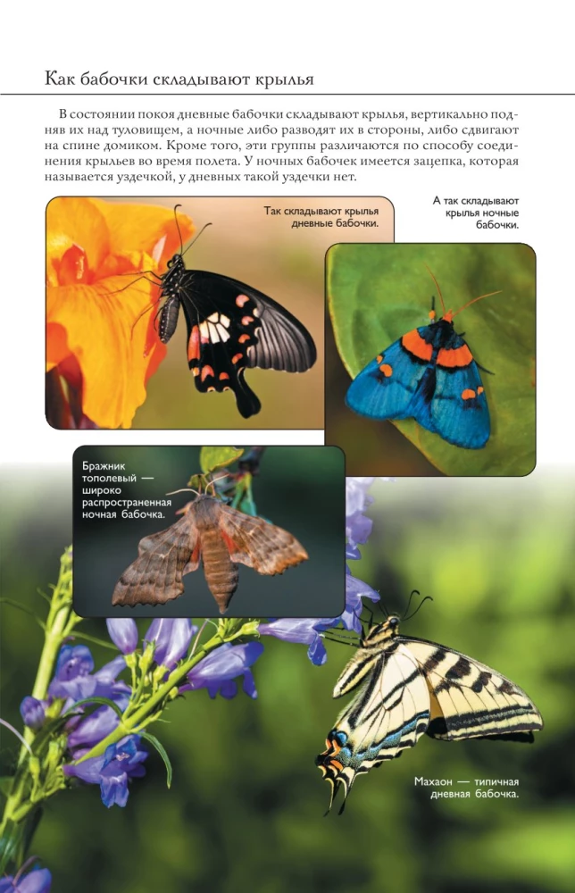 Butterflies. Illustrated Guide
