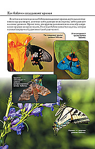 Butterflies. Illustrated Guide