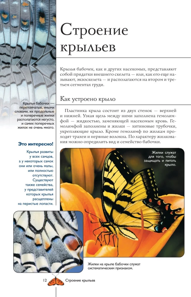 Butterflies. Illustrated Guide