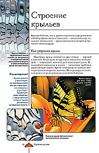 Butterflies. Illustrated Guide