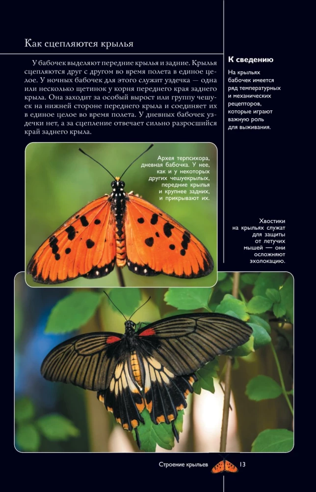 Butterflies. Illustrated Guide