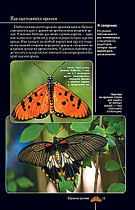 Butterflies. Illustrated Guide