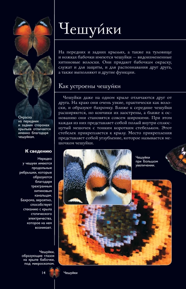 Butterflies. Illustrated Guide