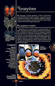 Butterflies. Illustrated Guide