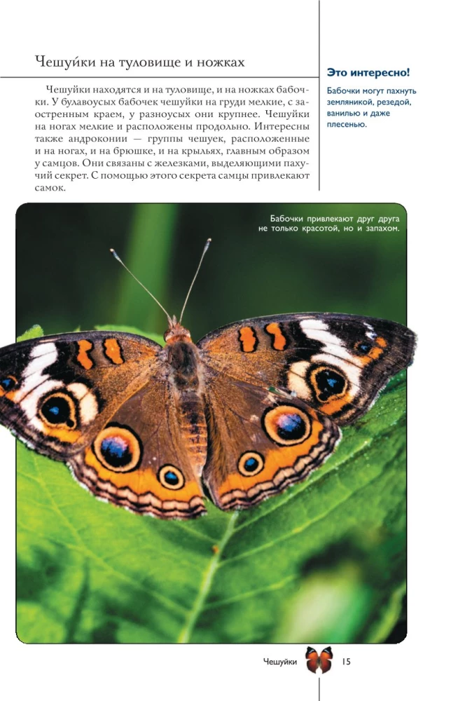 Butterflies. Illustrated Guide